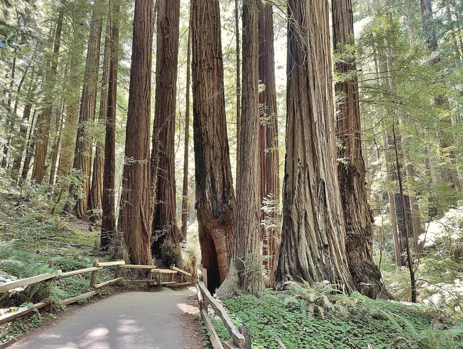 Photo of a path between tall redwood trunks in Muir Woods