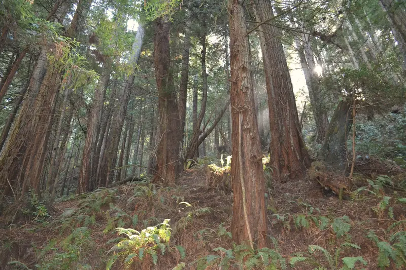 Photo of sunlit redwoods and ferns along the Purisima Creek trail